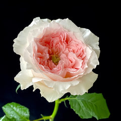 Flow Rose Plant