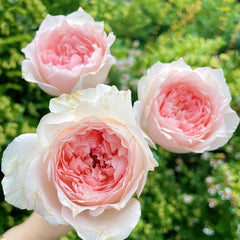 Flow Rose Plant