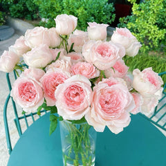 Flow Rose Plant