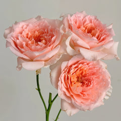 Flow Rose Plant