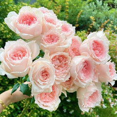 Flow Rose Plant