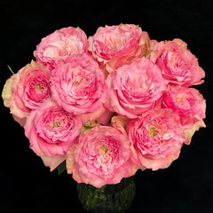  Forest Girl Rose Plant