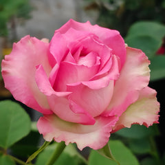  Forest Girl Rose Plant