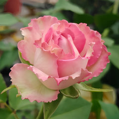  Forest Girl Rose Plant