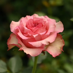  Forest Girl Rose Plant