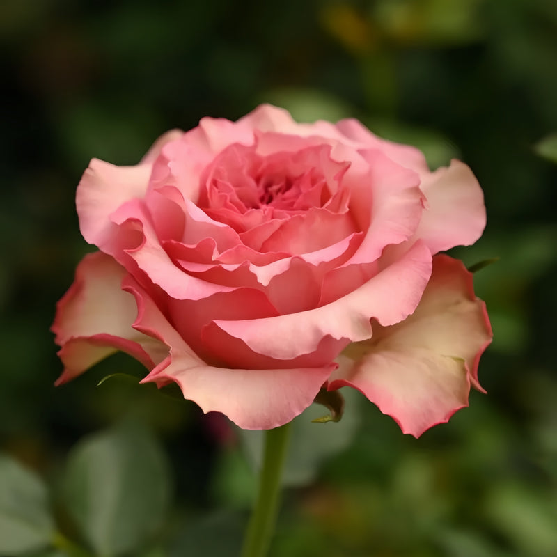  Forest Girl Rose Plant
