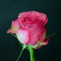  Forest Girl Rose Plant