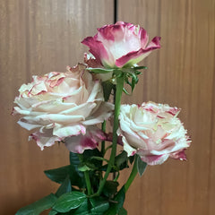 Fragant Delicious Rose