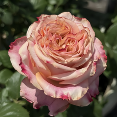 Fragant Delicious Rose