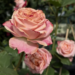 Fragant Delicious Rose