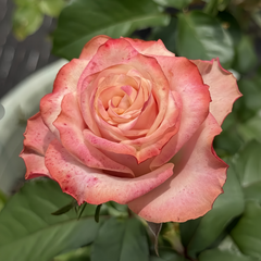 Fragant Delicious Rose