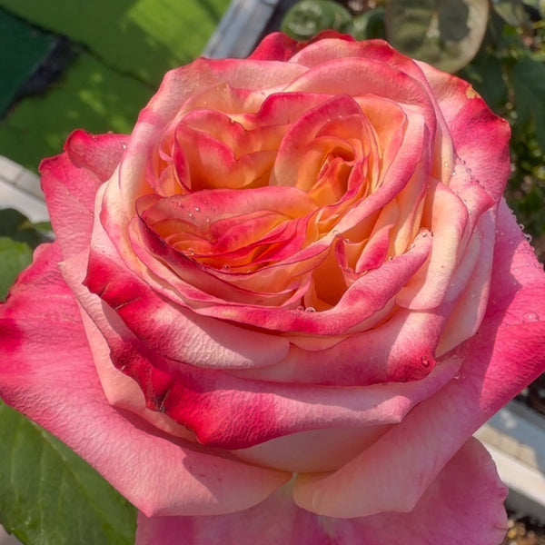 Fragant Delicious Rose