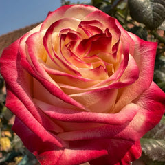 Fragant Delicious Rose