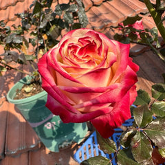 Fragant Delicious Rose