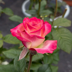 Fragant Delicious Rose