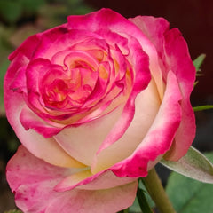 Fragant Delicious Rose