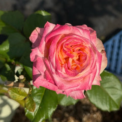 Fragant Delicious Rose