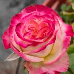 Fragant Delicious Rose