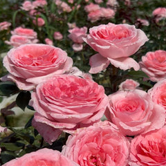 Fragonard Rose Plant - Elegant Blooms for Your Enchanting Garden