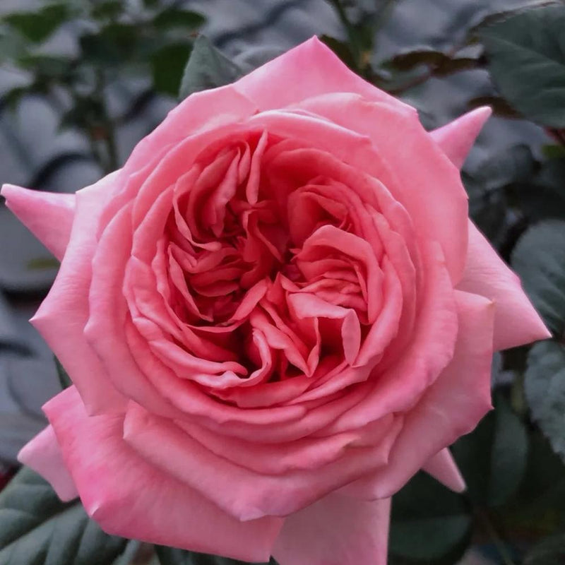 Fragonard Rose Plant - Elegant Blooms for Your Enchanting Garden