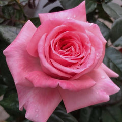 Fragonard Rose Plant - Elegant Blooms for Your Enchanting Garden