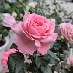 Fragonard Rose Plant - Elegant Blooms for Your Enchanting Garden