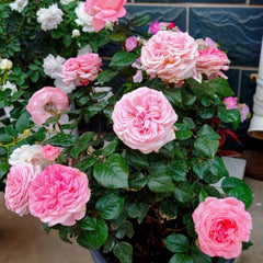 Fragonard Rose Plant - Elegant Blooms for Your Enchanting Garden