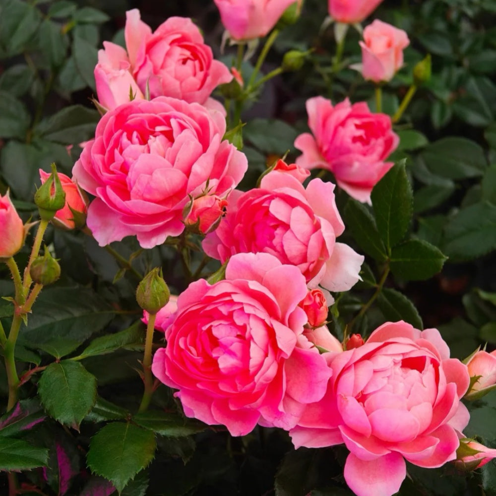 Kin Rose Fragrance King Terrazza Rose Plant|芳香王阳台 – Rose_Explosion