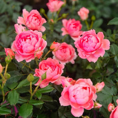 Fragrance King Terrazza Rose