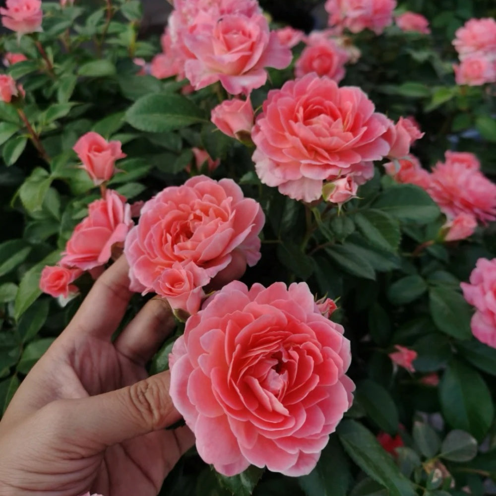 Kin Rose Fragrance King Terrazza Rose Plant|芳香王阳台 – Rose_Explosion