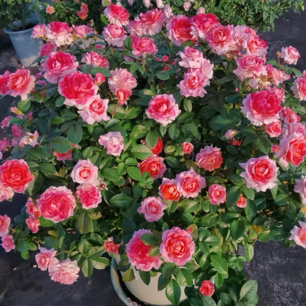 Kin Poloold Roses Fragrance King Terrazza Rose Plant|芳香王阳台 – Rose_Explosion