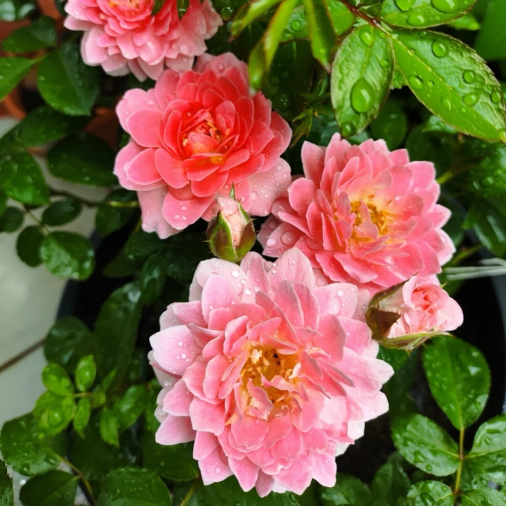 Kin Poloold Roses Fragrance King Terrazza Rose Plant|芳香王阳台 – Rose_Explosion