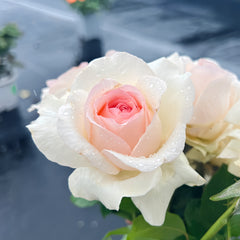 Fragrant Snow Rose Plant|香腮雪