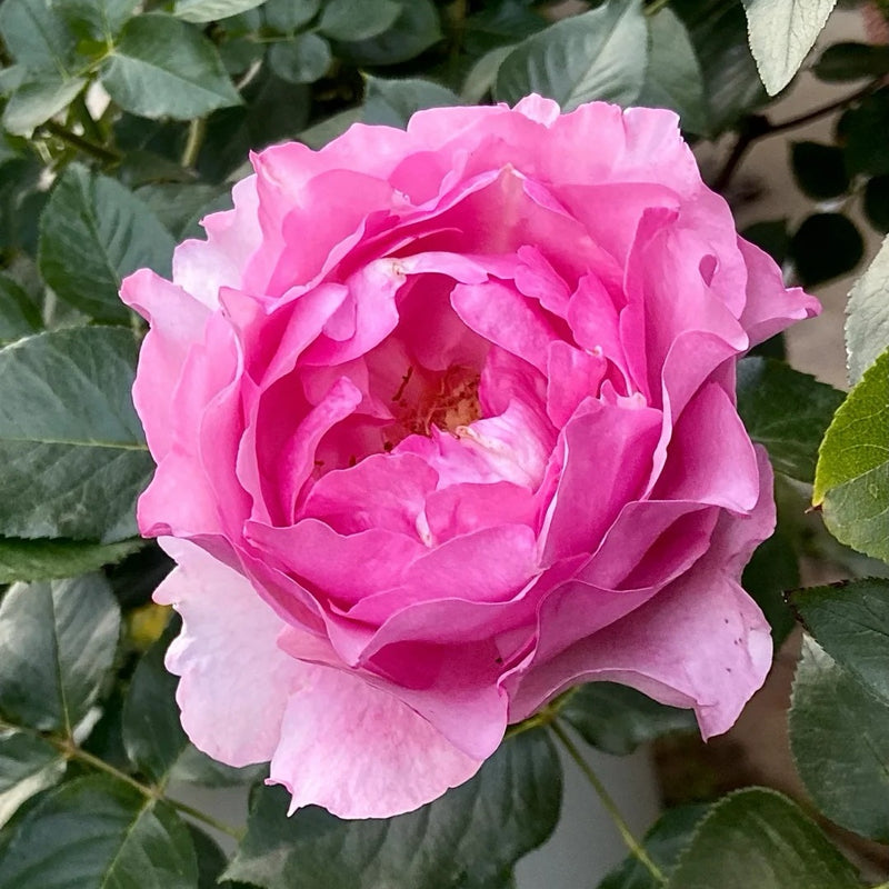 Fraisier Rose Plant|伊芙草莓塔