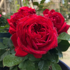 Francois Rabelais Rose