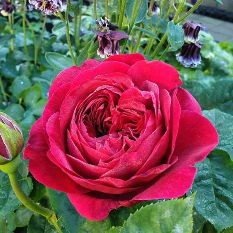Francois Rabelais Rose