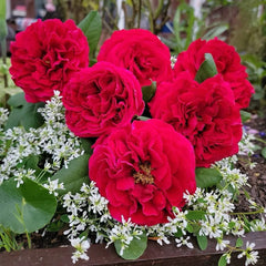 Francois Rabelais Rose