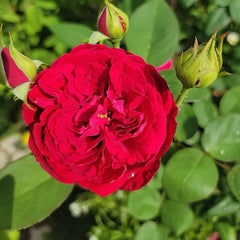 Francois Rabelais Rose