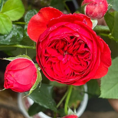Francois Rabelais Rose