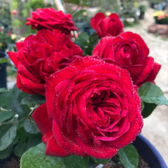 Francois Rabelais Rose
