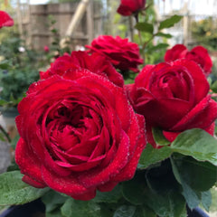 Francois Rabelais Rose