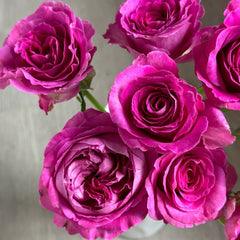 Fräulein Maria Rose Plant