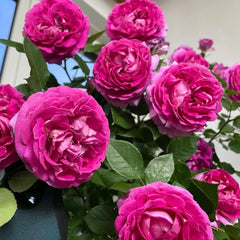 Fräulein Maria Rose Plant