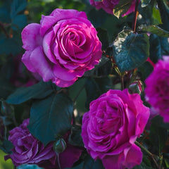 Fräulein Maria Rose Plant