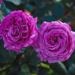 Fräulein Maria Rose Plant