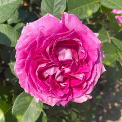 Fräulein Maria Rose Plant