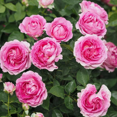 Fräulein Maria Rose Plant