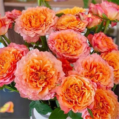 Free Spirit Rose Plant - Vibrant Blooms for Your Dream Garden