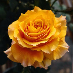 Free Spirit Rose Plant - Vibrant Blooms for Your Dream Garden