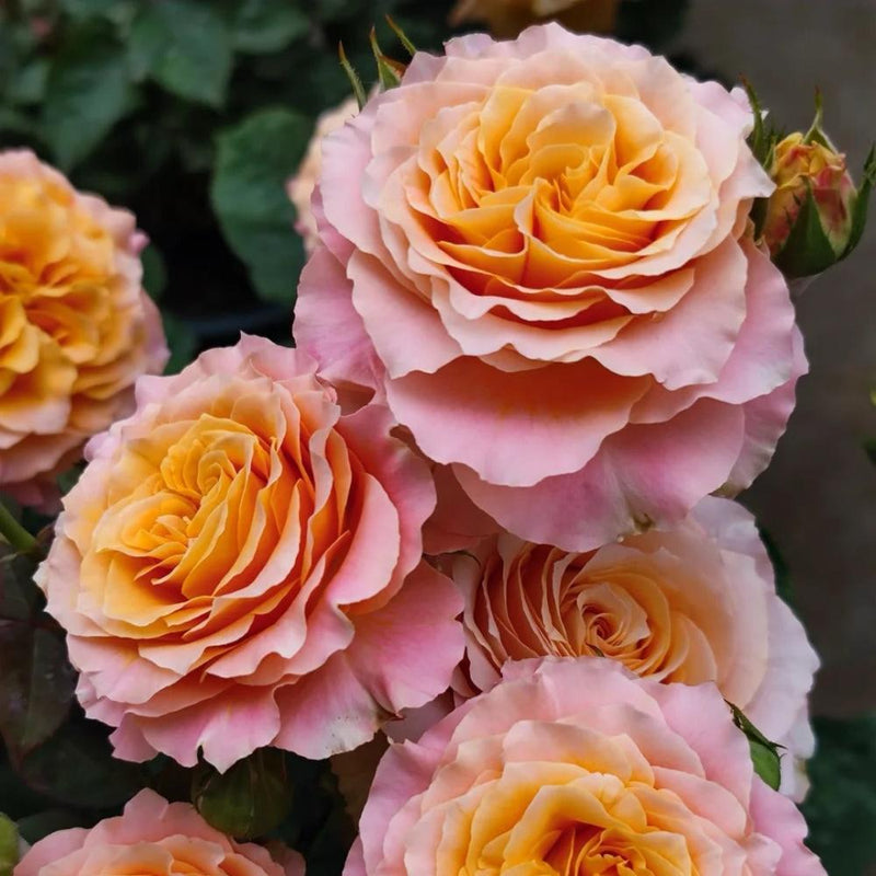 Free Spirit Rose Plant - Vibrant Blooms for Your Dream Garden